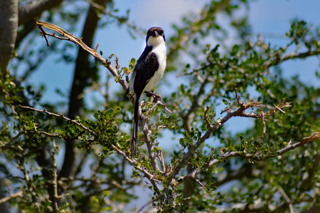 Pie set on a shrub in West Tsavo Park in Kenyaの写真素材