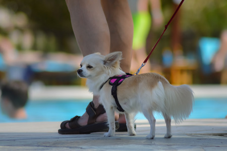 Chihuahua redhead who is walking along the pool to look amazedの写真素材
