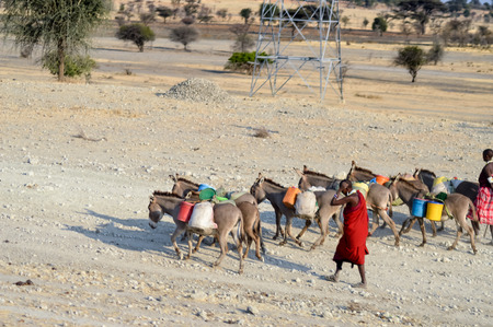 Masai driving a herd of donkeys with containers for water in the countryside of Tanzaniaのeditorial素材