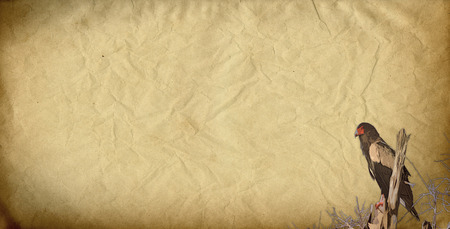 Drawing eagle facier on a branch with a paper background wear and yellowedの写真素材