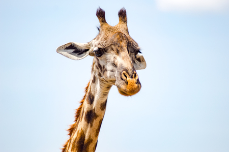 Isolated giraffe near acacia in the park of mara Kenyaの写真素材