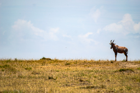 Topi  grazing in the savannah of Mara Park in Kenyaの写真素材