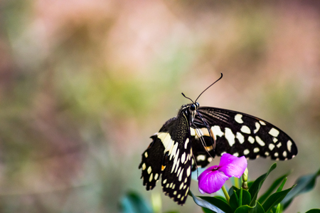 Black and white butterfly on a pink flower in the Masai Mara Park in Kenyaの写真素材