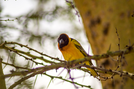Weaver bird resting on a black acacia tree in Masai Mara Park in northwestern Kenyaの写真素材