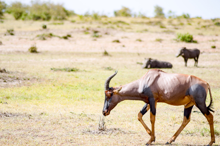 Topi  grazing in the savannah of Masai Mara Park in Kenyaの写真素材