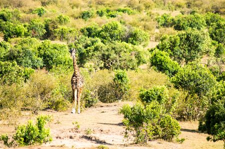 Isolated giraffe near acacia in the park of  mara Kenyaの写真素材