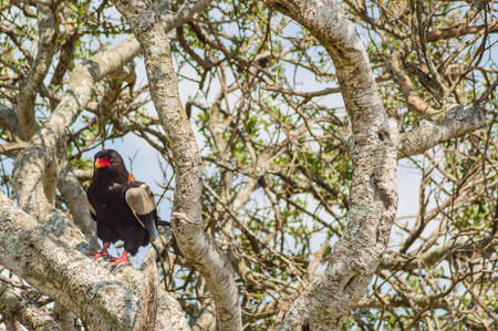 Fascinated eagle on a tree in the savannah of Maasai Mara Park in Kenyaの写真素材