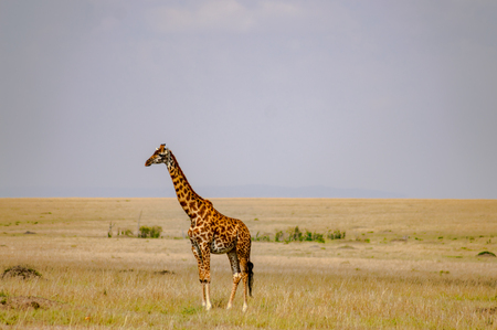 Isolated giraffe in the savannah plain of Maasai Mara Park in North West Kenyaの写真素材