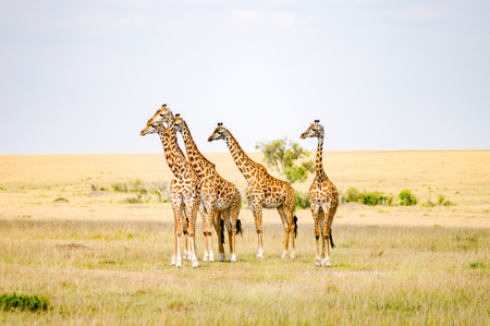 Flock of giraffes right facing a group of lions in the savannah of Maasai Mara Park in northwestern Kenyaの写真素材