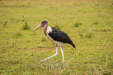 Isolated Marabou walking in the savannah plain of Amboseli Park in Kenyaの写真素材