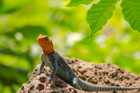 Lizard called agame settlers in the savannah of Amboseli Park in Kenyaの写真素材