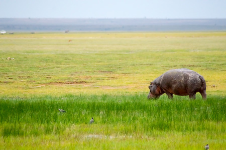 Isolated hippopotamus grazing in the savannah swamps of Amboseli Park in Kenyaの写真素材