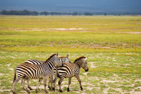 Several zebras grazing in the savannah of Amboseli Park in Kenyaの写真素材