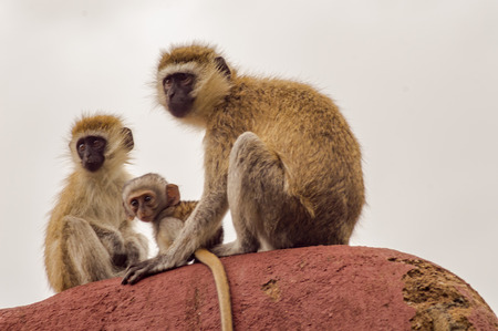 Three vervet monkeys on a rock in the savannah of Amboseli Park in Kenyaの写真素材