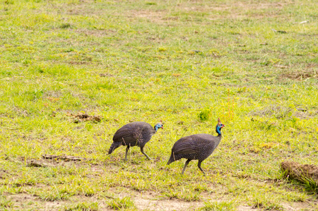 Two vulturine guinea fowls in the countryside of Amboseli Park in Kenyaの写真素材