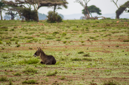 Waterbucks in the Amboseli Savannah a park in northwestern Kenyaの写真素材