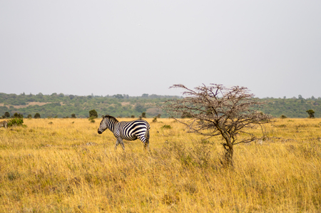 Isolated zebra in the savannah countryside of Nairobi Park in Kenyaの写真素材
