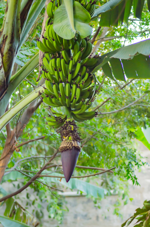 Plantain banana diet with its flower in a tropical garden in Kenyaの写真素材