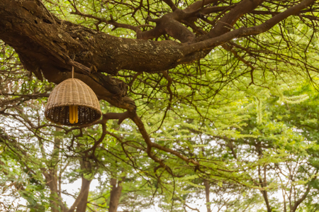 Basket-shaped electric suspension hanging from the branch of a tree in northwestern Kenya