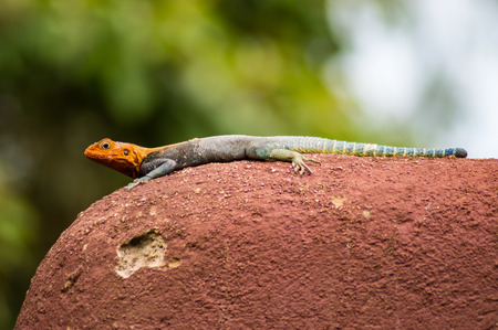 Lizard called agame settlers in the savannah of Amboseli Park in Kenyaの写真素材
