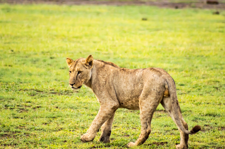 Lion lying in the grass gaggling mouth wide open in the savannah of Amboseli Park in Kenyaの写真素材