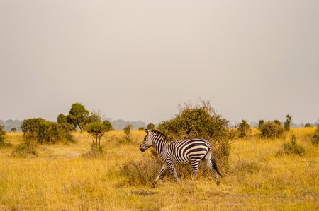 Isolated zebra in the savannah countryside of Nairobi Park in Kenyaの写真素材