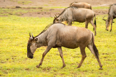 Wildebeest herds grazing in the savannah of Amboseliau Kenyaの写真素材