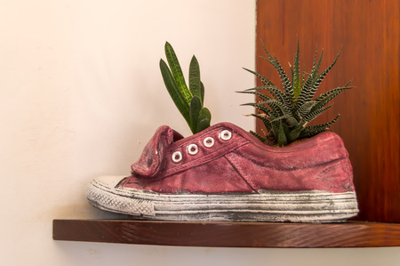 A pink shoe turn into pot for a cactus lay on a wooden shelfの写真素材