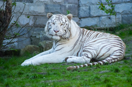 White tiger lying in the grass in an animal park in North West Belgiumの写真素材