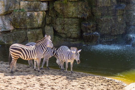 Three zebras near a lake and in front of a waterfall in an annimal park in Belgiumの写真素材