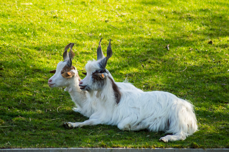 Two Rove goats with twisted horns on the grass of an animal park in Belgiumの写真素材