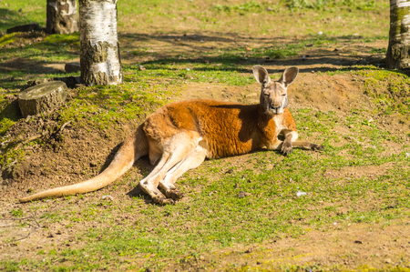 Red-haired Kangaroo lying all the way on the grass of a wildlife park in Belgiumの写真素材