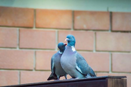 Couple of pigeons cooing on a wooden wall in a town in Sicilyの写真素材