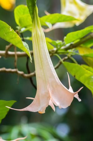 Close up on a tree a brugmansia flower in the gardens of a hotel in ambosseli park in Kenyaの写真素材