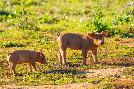 Two piglets busy feeding in a meadow of Gaume in southern Belgiumの写真素材