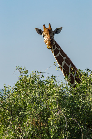 Neck and head of a giraffe near a green tree in Samburu Park in central Kenyaの写真素材