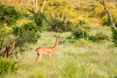 Giraffe antelope in the savannah of Samburu Park in central Kenyaの写真素材