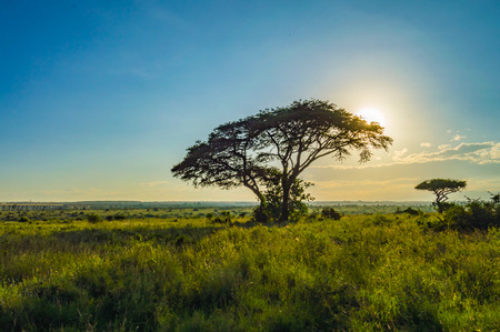 View of the sunset on the savannah of Nairobi Park in central Kenyaの写真素材