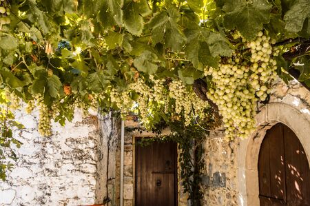 Vigne of white grapes suspended on a pergola near a restaurant on the island of crete in greeceの写真素材