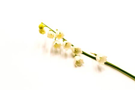 Sprig of lily of the valley flowers, isolated on white background. May 1, symbol of Labor Dayの写真素材