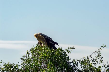 Juvenile Crowned Eagle perched on a tree in Samburu Park in Kenyaの写真素材