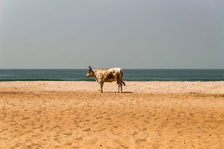 Bull on the beach in the town of Bijilo in western Gambia in Africaの写真素材