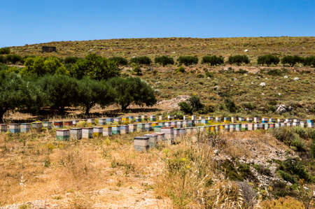 Colorful wooden beehives among olive trees in the mountains of Creteの写真素材