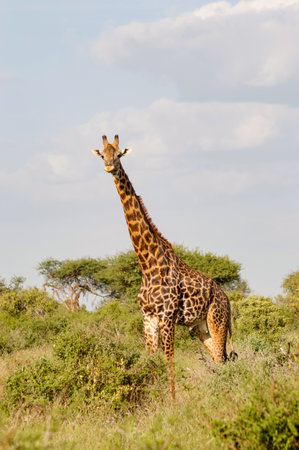 Giraffe isolated in Tsavo East Park Kenyaの写真素材