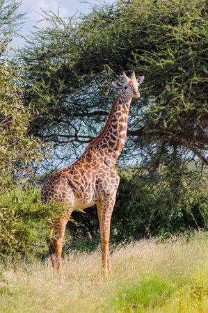 Giraffe isolated in Tsavo East Park Kenyaの写真素材