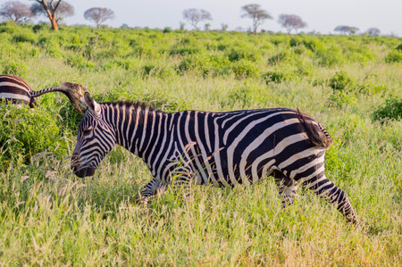Solitary zebra in the tall grass of the savannah of Tsavo East Park in Kenyaの写真素材