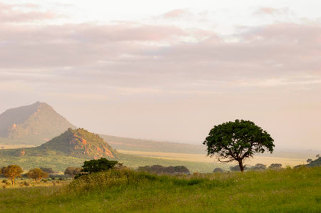 Sunrise over the savannah in Tsavo East National Park, Kenyaの写真素材