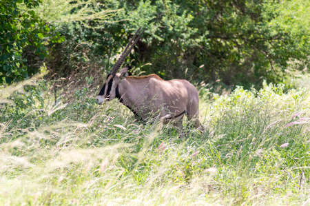 Gemsbok, Oryx gazella, large antelope in natural habitat, Tsavo West, Kenya. Wild animals in the savannah. Animal with big straight wooden horn.の写真素材