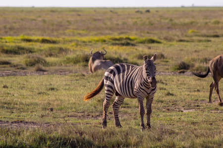 Zebra in the tall grass of the savannah of Amboseli Park in Kenyaの写真素材