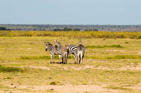 Zebra in the tall grass of the savannah of Amboseli Park in Kenya